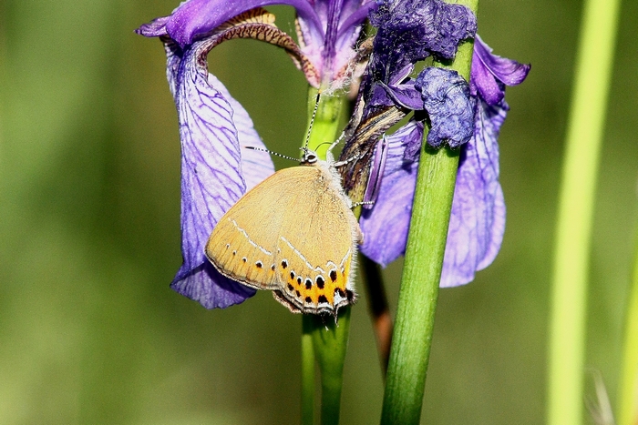 Iris e farfalle ter